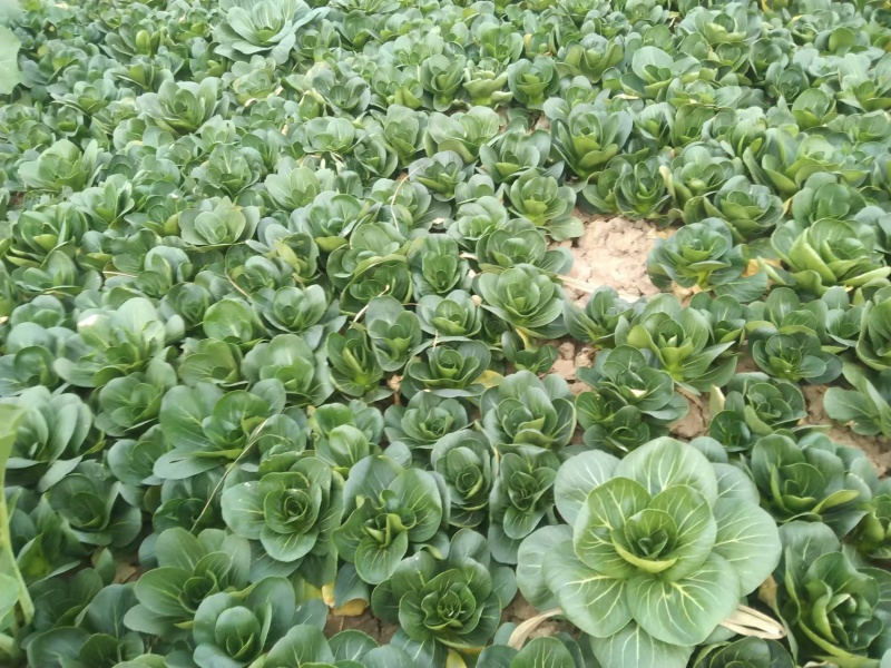 小青菜，上海青，自产自销，基地直发，量大从优，不限量供货