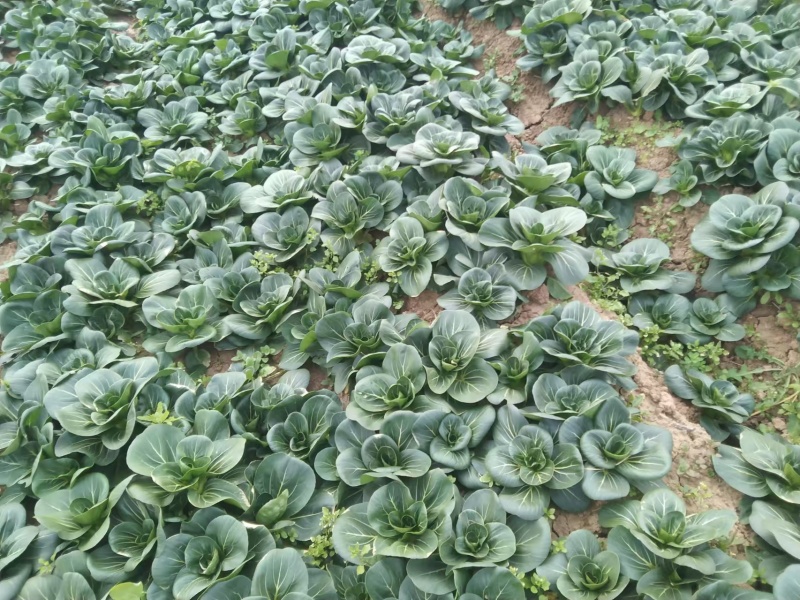 小青菜，上海青，自产自销，基地直发，量大从优，不限量供货