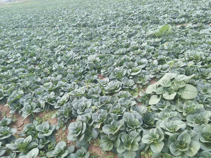 小青菜，上海青，自产自销，基地直发，量大从优，不限量供货