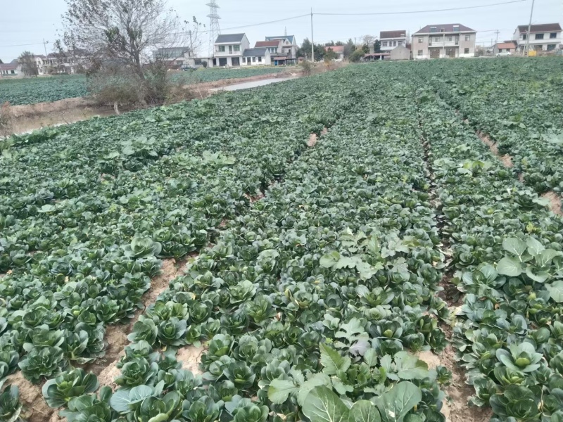 小青菜，上海青，自产自销，基地直发，量大从优，不限量供货