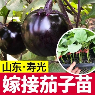 茄子苗嫁接茄子苗高产绿萼长茄紫萼长茄圆茄