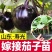 茄子苗嫁接茄子苗高产绿萼长茄紫萼长茄圆茄