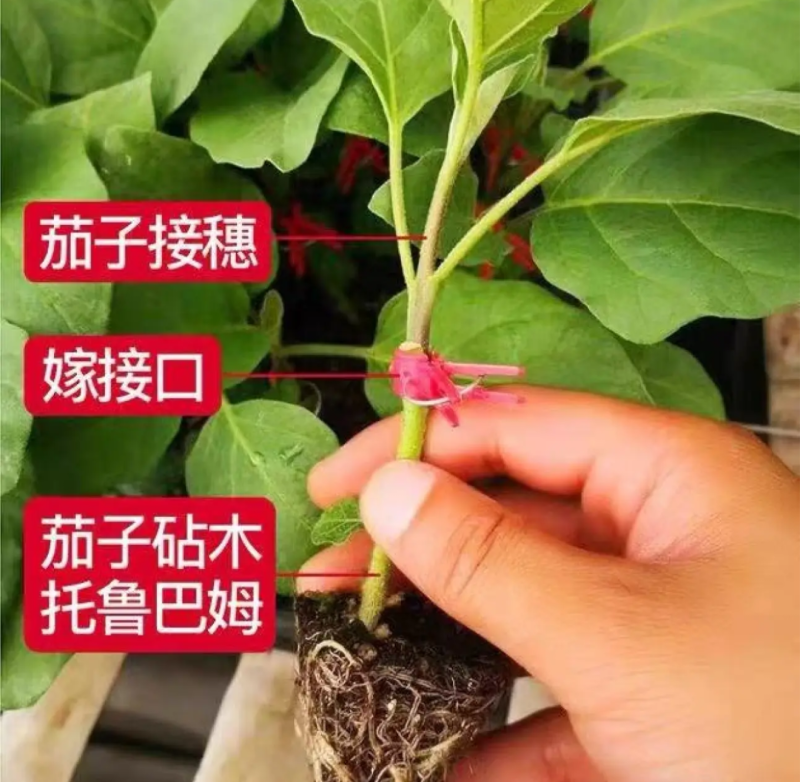 茄子苗嫁接茄子苗高产绿萼长茄紫萼长茄圆茄
