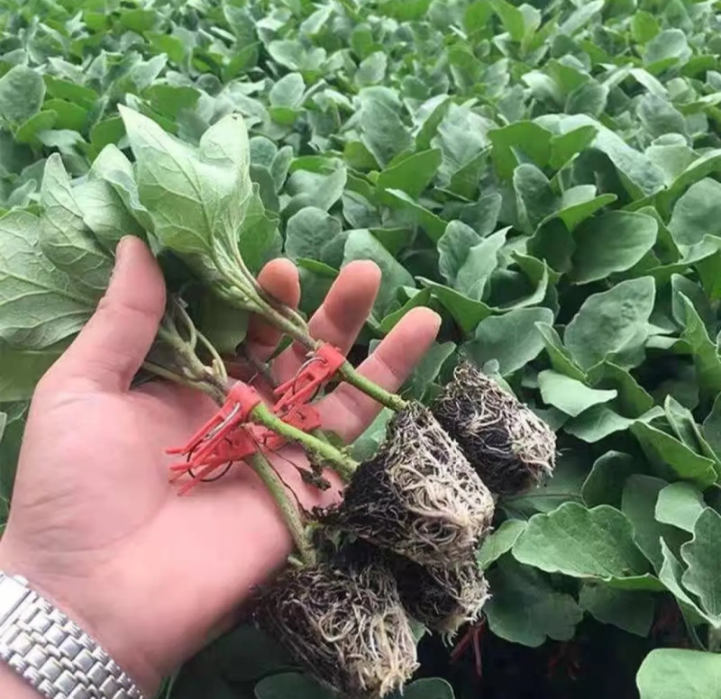 茄子苗嫁接茄子苗高产绿萼长茄紫萼长茄圆茄