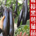 茄子苗嫁接茄子苗高产绿萼长茄紫萼长茄圆茄