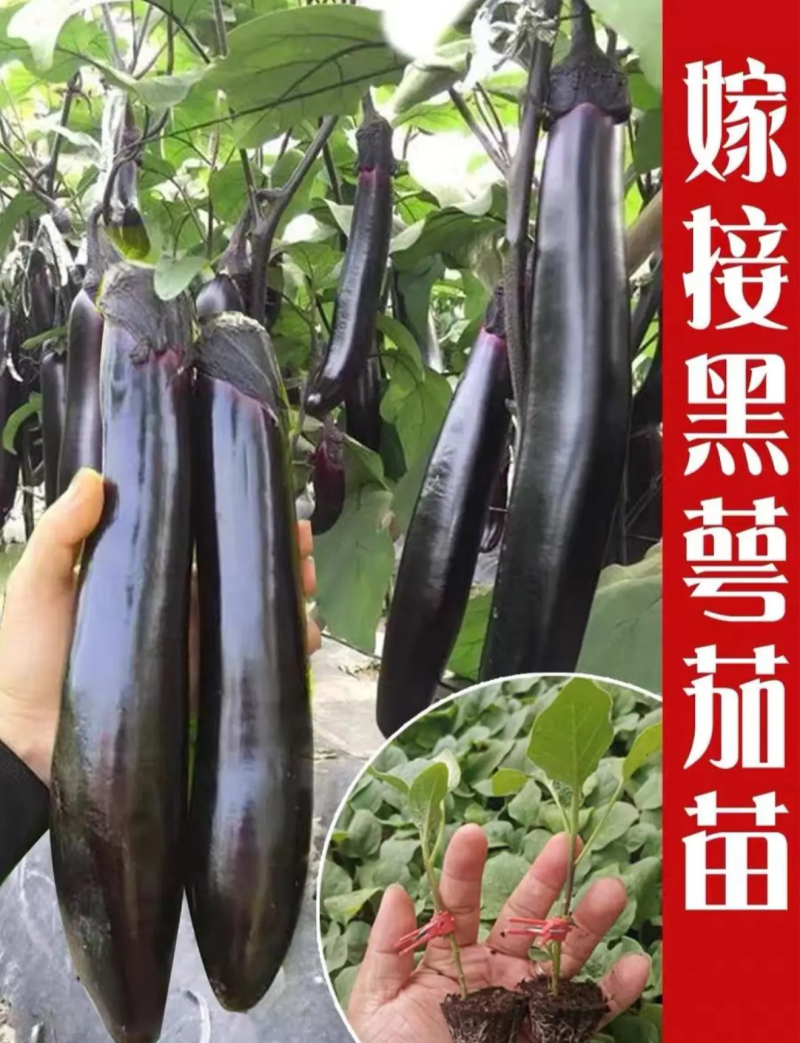 茄子苗嫁接茄子苗高产绿萼长茄紫萼长茄圆茄