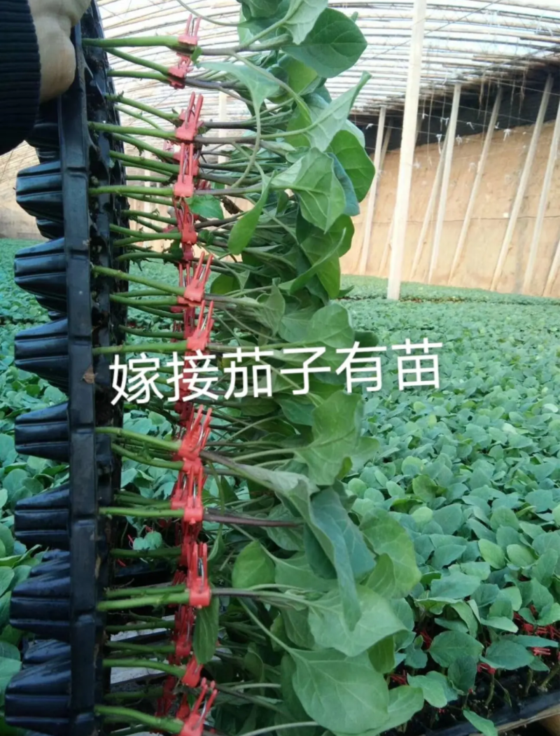 茄子苗嫁接茄子苗高产绿萼长茄紫萼长茄圆茄