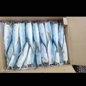 巴浪鱼干
