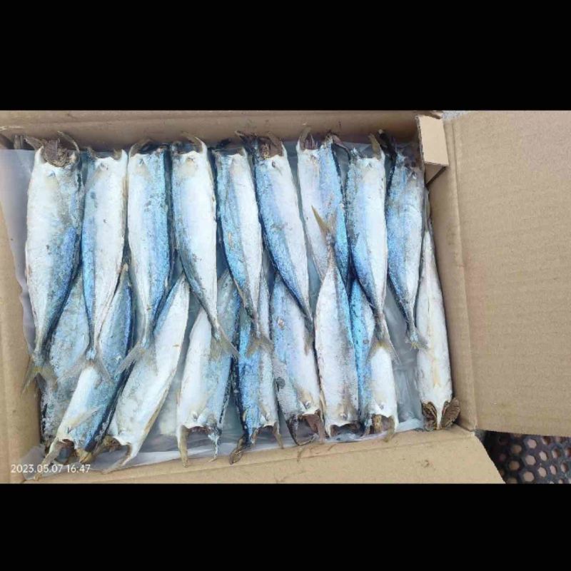 巴浪鱼干