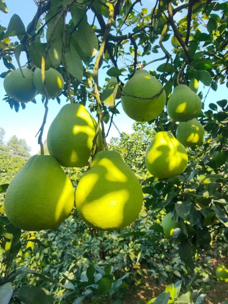 【牛商推荐】精品江永香柚产地直发价格美丽欢迎选购