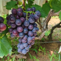 山东烟台葡萄-玫瑰香品质保证诚信经营欢迎联系接商超市场