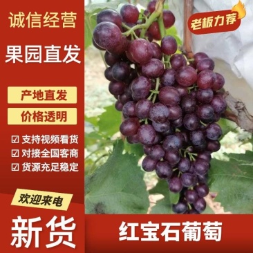 烟台葡萄红宝石山东红宝石香甜可口规格齐全量大优惠