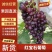 烟台葡萄红宝石山东红宝石香甜可口规格齐全量大优惠