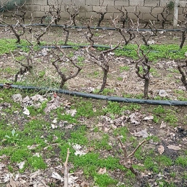 葡萄树