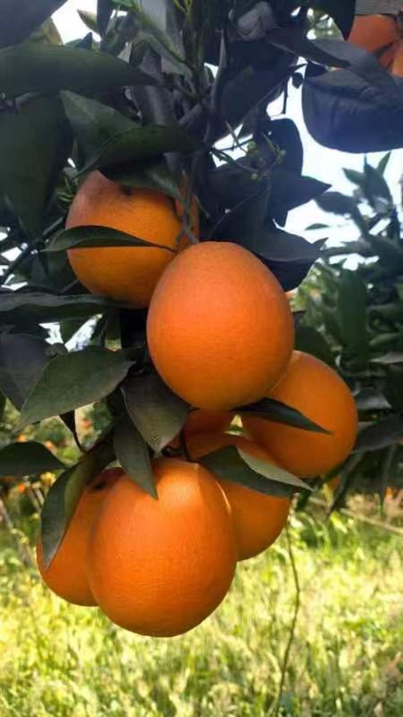 脐橙