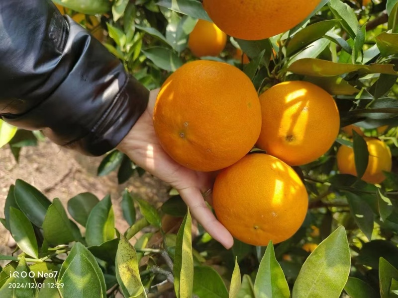 脐橙