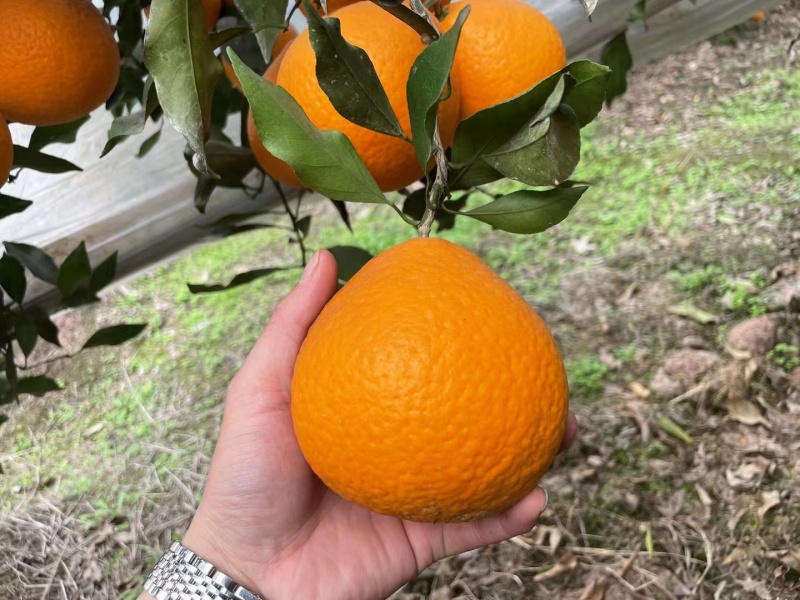 脐橙