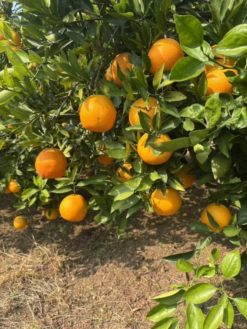 脐橙