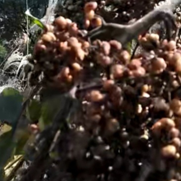 新鲜***野生盐肤木果子种子，价值更高，食用，药用，经济用