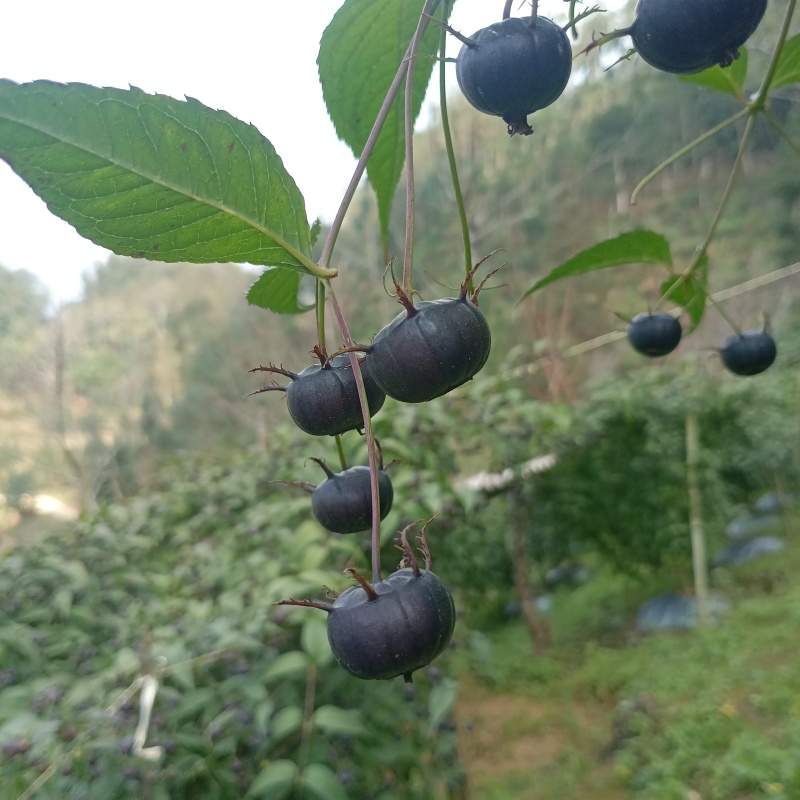 云南马关特色水果红果参大量有货支持一件代发整车发货