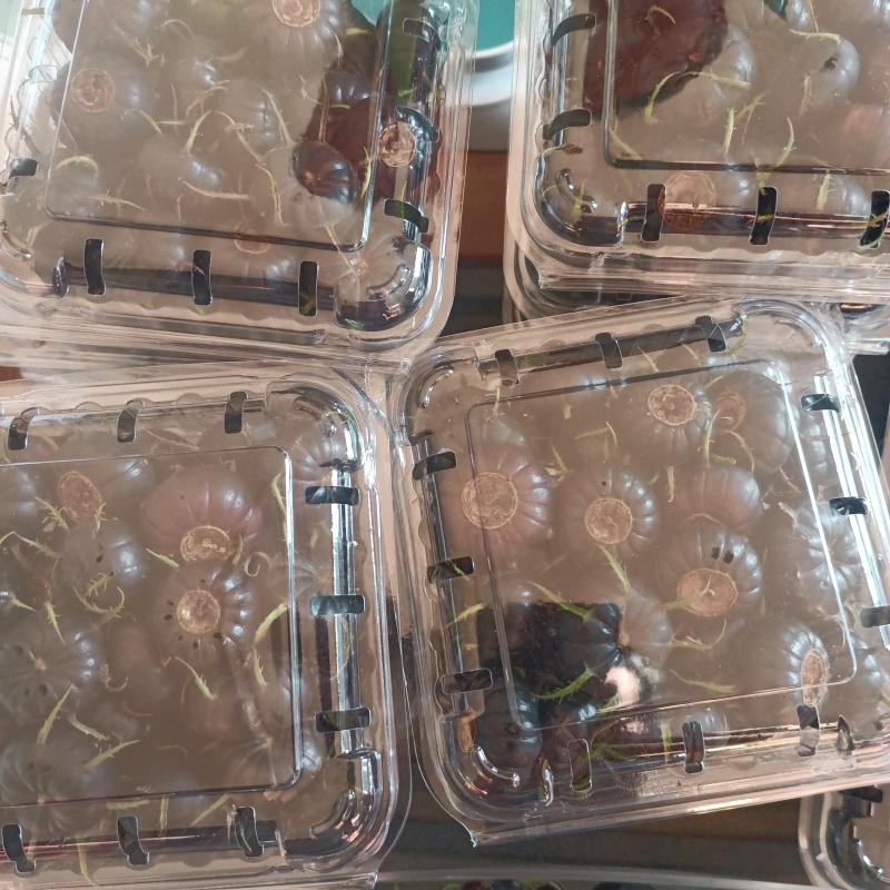 云南马关特色水果红果参大量有货支持一件代发整车发货