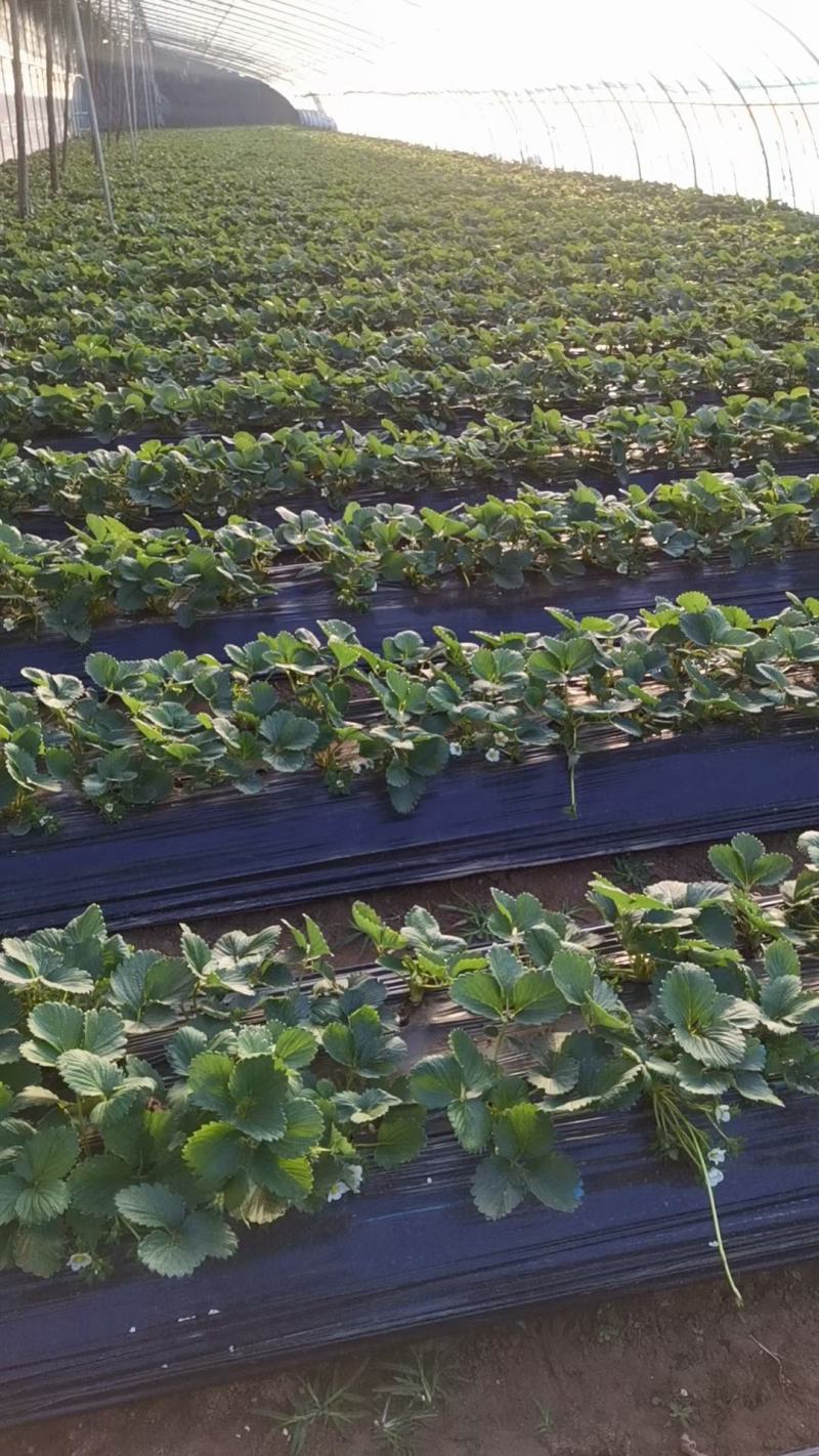【推荐】草莓山东甜宝草莓大量供应产地直发对接市场