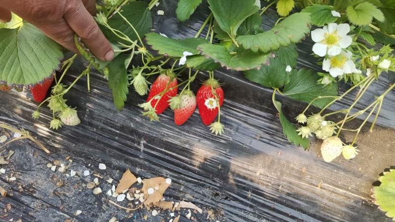 【推荐】草莓山东甜宝草莓大量供应产地直发对接市场