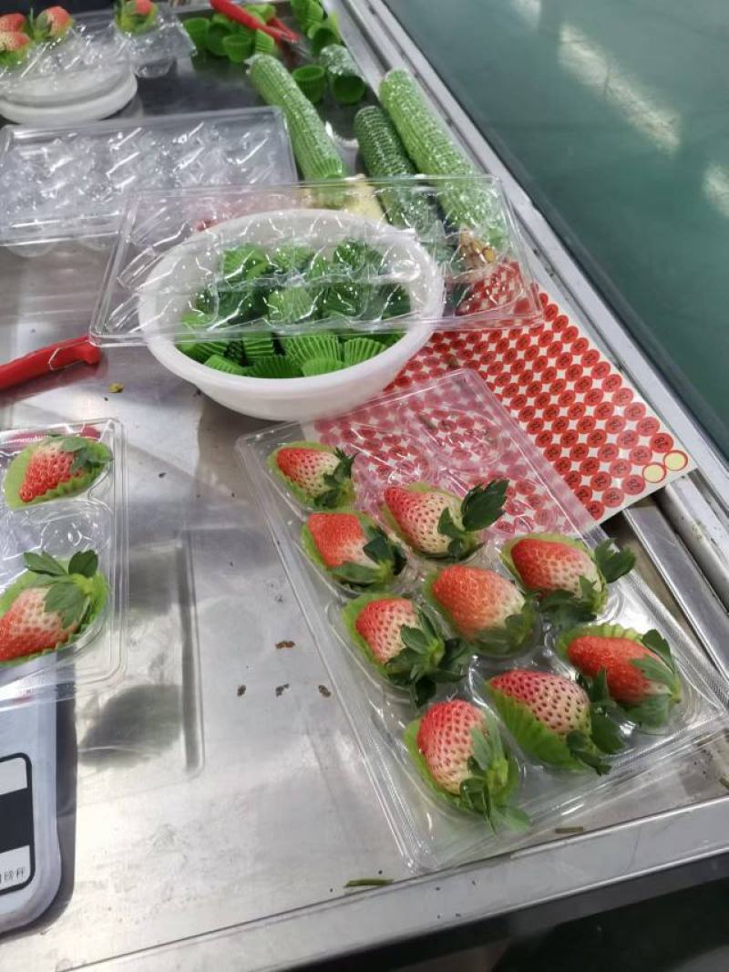 【精品草莓】甜宝草莓万亩基地一手货源全国发货价格便宜诚信
