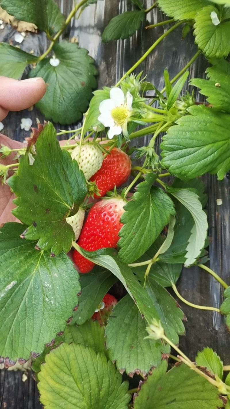 【精品草莓】甜宝草莓万亩基地一手货源全国发货价格便宜诚信