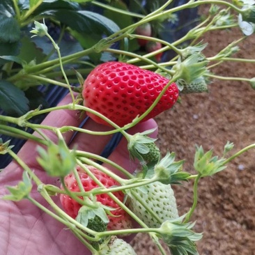 草莓山东甜宝草莓大量供应产地直发对接市场电商