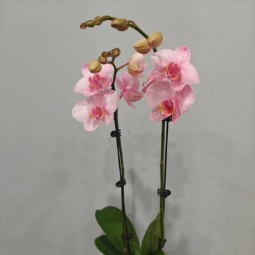 蝴蝶兰