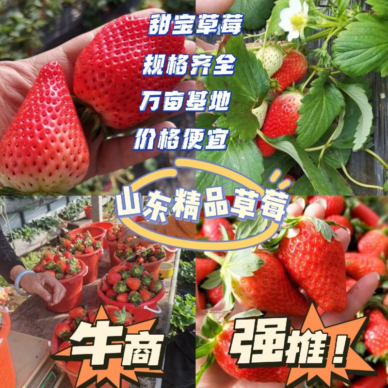 【推荐】草莓山东甜宝草莓大量供应产地直发对接市场