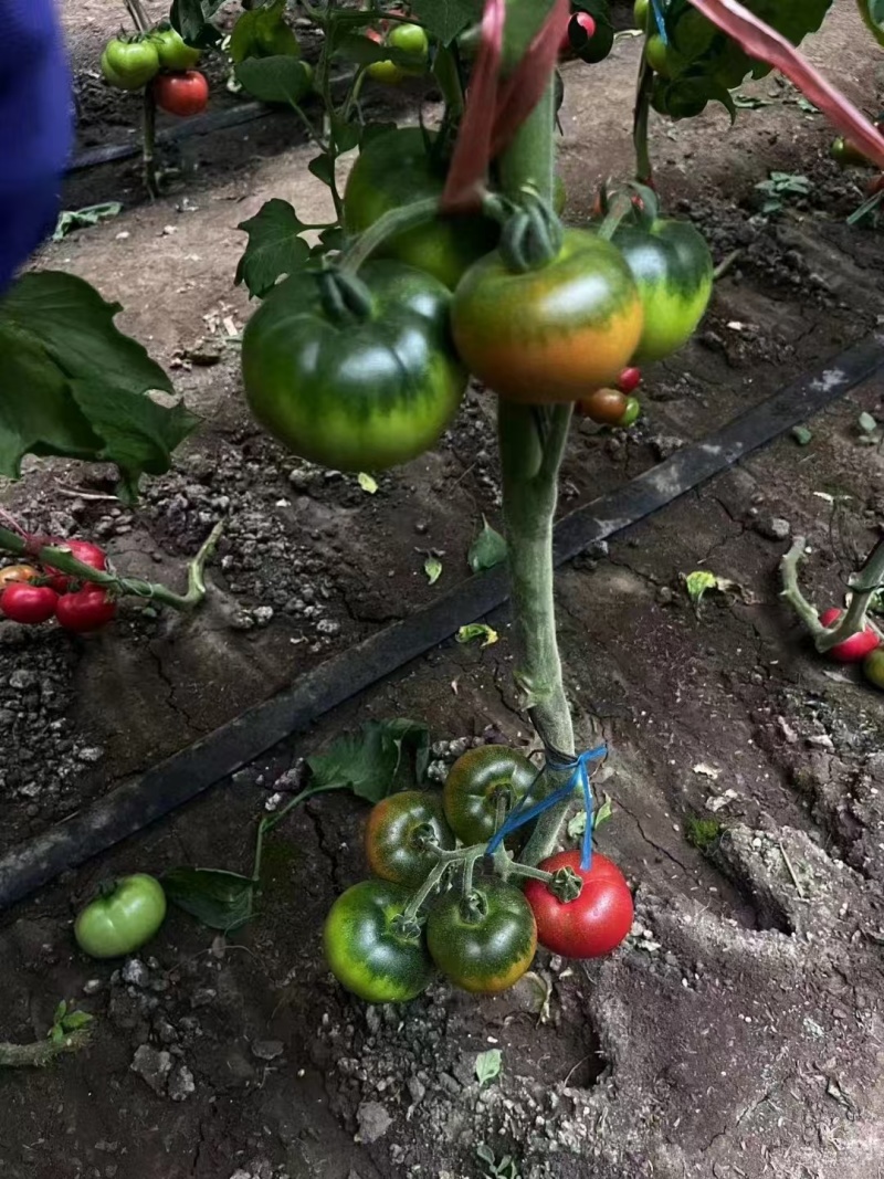 盘锦碱地柿子