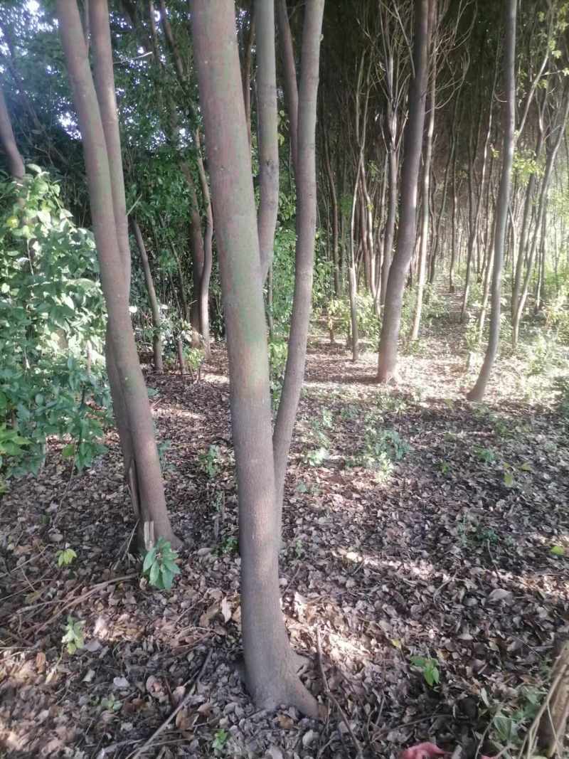 【精选】精品香樟现挖现发品质保证价格面议视频看货