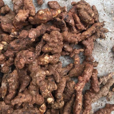 湖南永州野生白肉新鲜土茯苓/批发/场地直发欢迎咨询