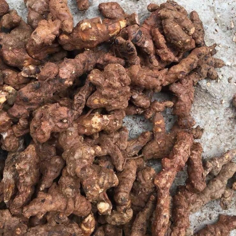湖南永州野生白肉新鲜土茯苓/批发/场地直发欢迎咨询
