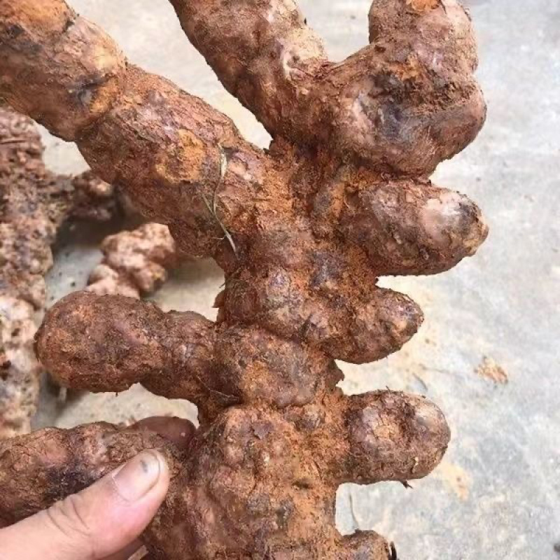 湖南永州野生白肉新鲜土茯苓/批发/场地直发欢迎咨询
