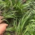 【红根】野生药用石菖蒲种苗小石菖蒲苗大宽叶石菖蒲货源稳定