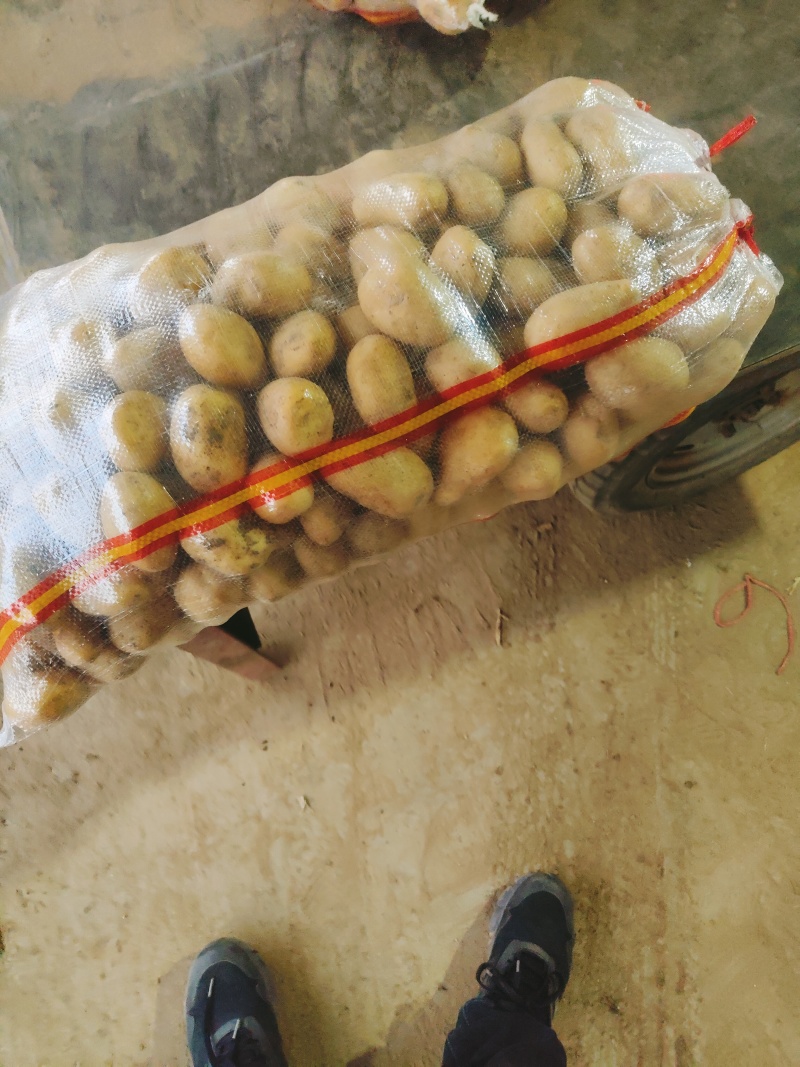 1-3/2-4\2-3小土豆冷库储存荷兰十五土豆货源足