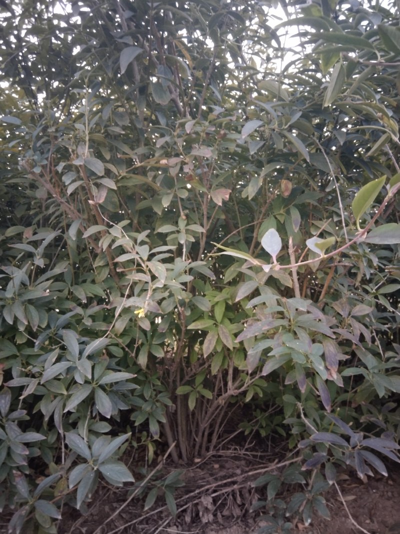 灌木连翘