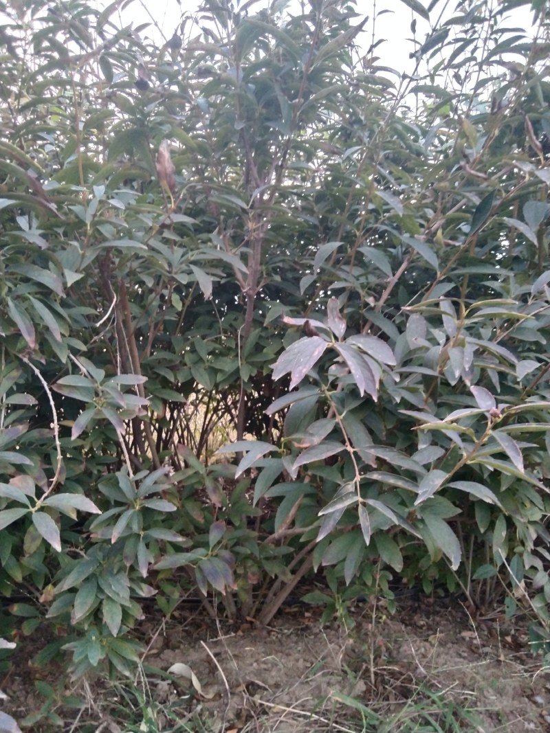 灌木连翘