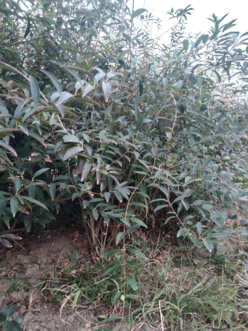 灌木连翘