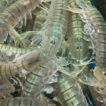 皮皮虾