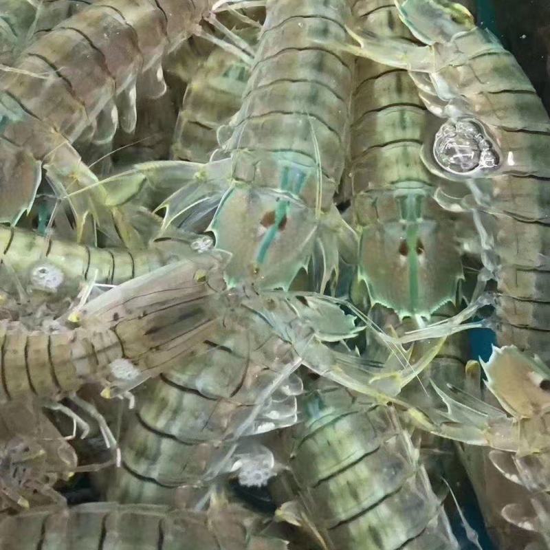 皮皮虾