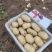 1-3/2-4\2-3小土豆冷库储存荷兰十五土豆货源足