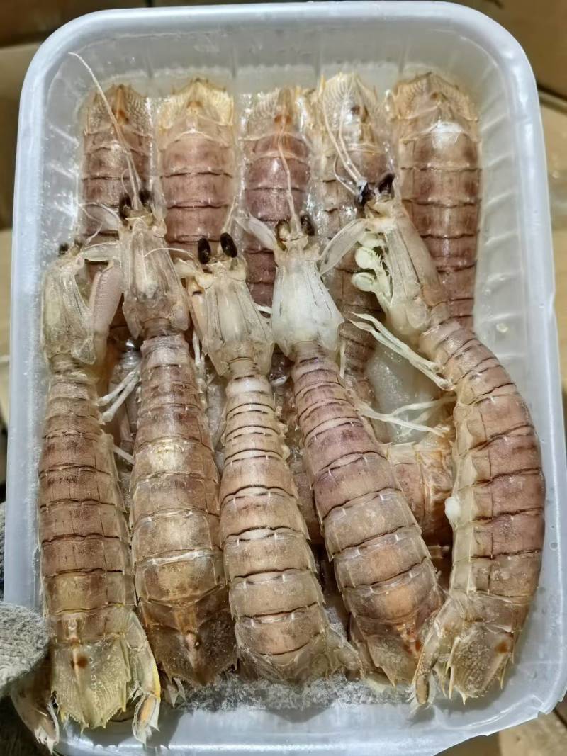 皮皮虾