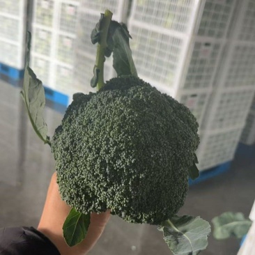 精品西兰花，耐寒优秀西兰，花朵匀称，色泽幽暗美丽，大量上