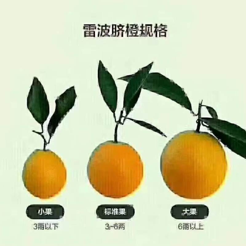 凉山雷波县雷波脐橙，对接精品采购商家，可批发采购，欢迎咨