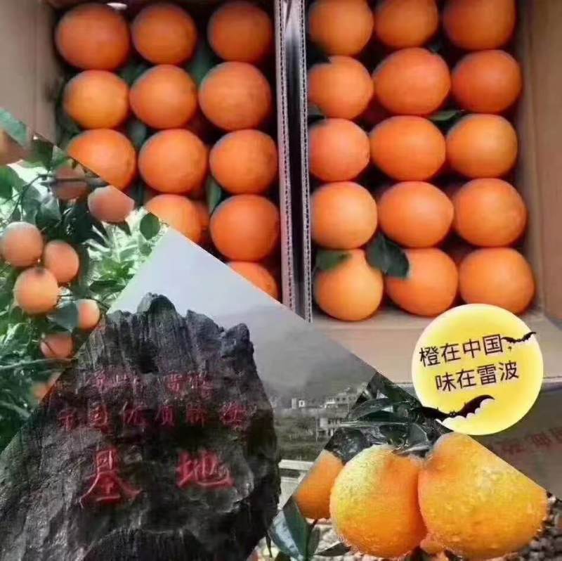 凉山雷波县雷波脐橙，对接精品采购商家，可批发采购，欢迎咨