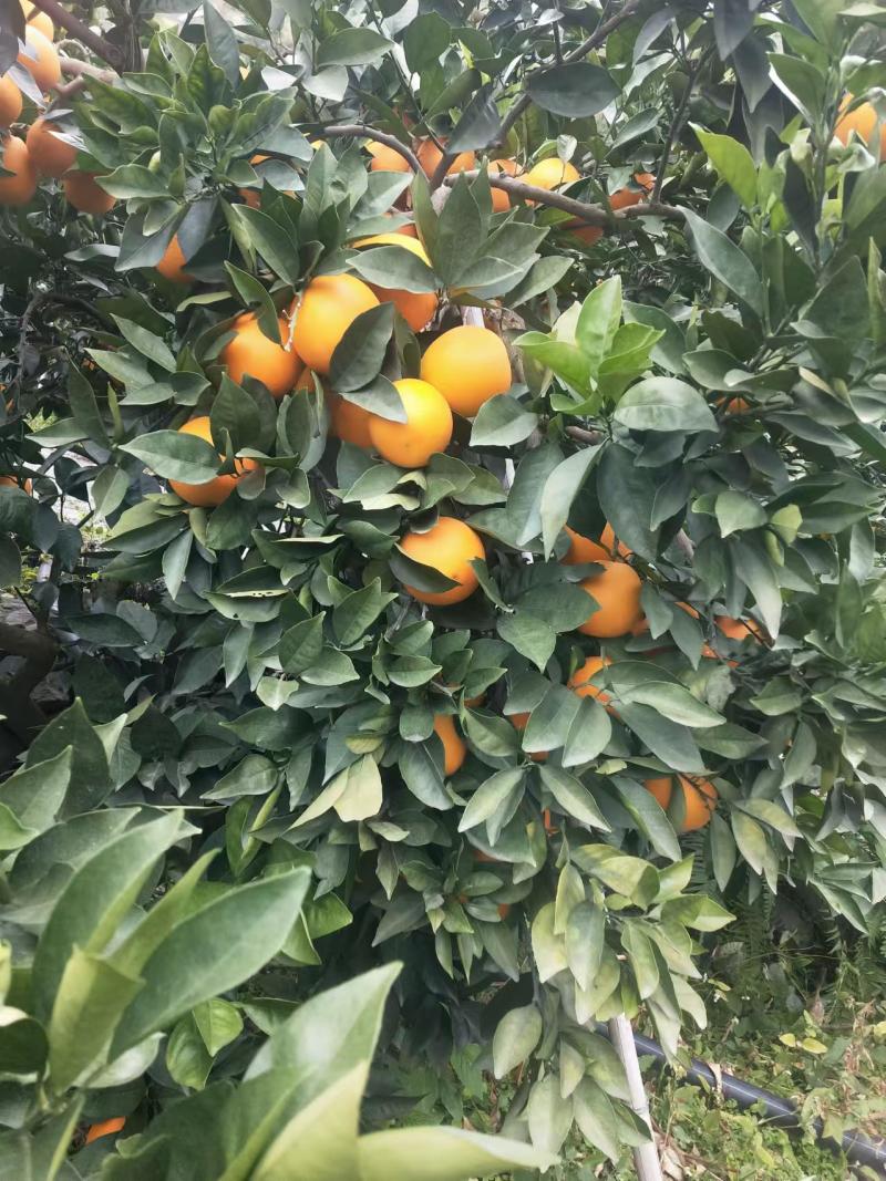 凉山雷波县雷波脐橙，对接精品采购商家，可批发采购，欢迎咨